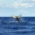 whale_humpback_v_00978_dom3152.jpg